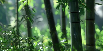 手游英雄联盟里忍者角色叫什么？